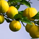 Oranges