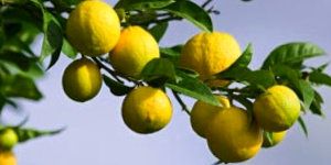 Oranges