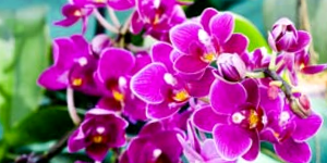 Orchid Photo