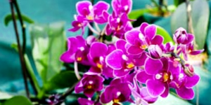 Orchids