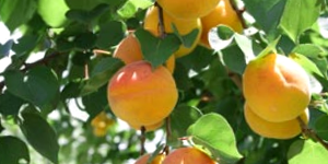 Peach Tree