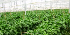 Pepper Plantation