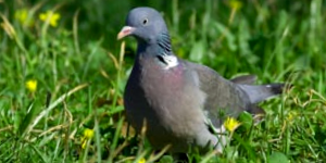 Pigeon