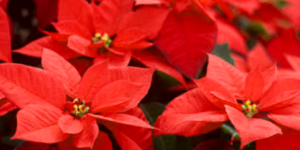 Poinsettia