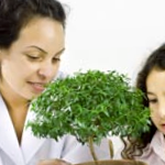 Potted Plant
