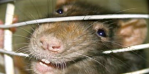 Rodent Control