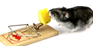 Rodent Problem Solution