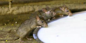 Rodents