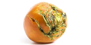 Rotten Tomato