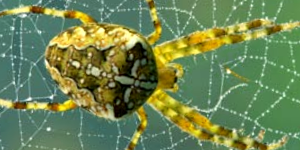 Spider And Web