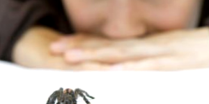 Spider Pet