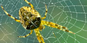 Spider