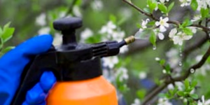 Spraying Fertilizer