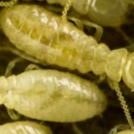 Termite Colony