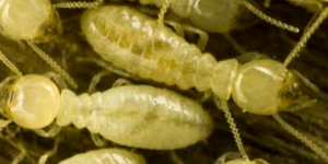 Termite Colony