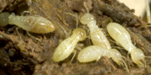 Termite Picture