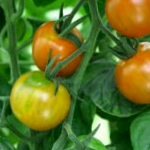 Tomatoes