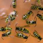 Trapped Wasps