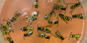 Trapped Wasps