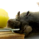 Trapping Mouse
