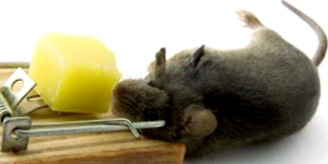 Trapping Mouse