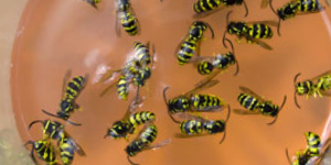 Wasps