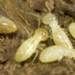 White Termites