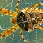 Yellow Spider
