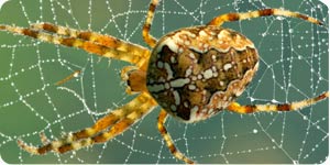 Yellow Spider