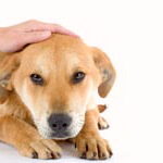 Acariciando A Un Perro Mascota