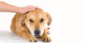 Acariciando A Un Perro Mascota