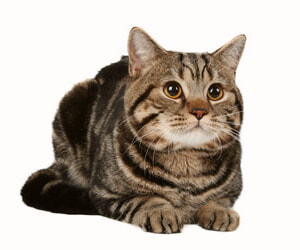 Ácaros Del Oído De Gato