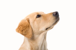 Accidente Cerebrovascular En Perros