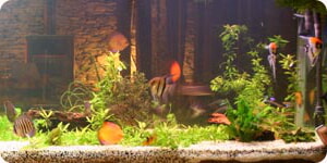 Acuario Tropical