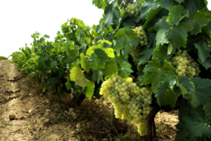 Comprar Vides De Uva