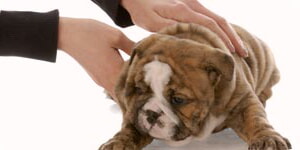 Cachorro De Perro