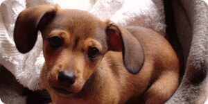 Cachorro En Su Cama