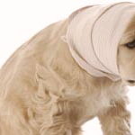 Cachorro Enfermo
