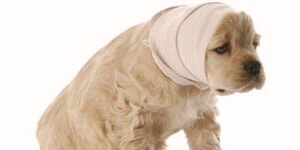 Cachorro Enfermo