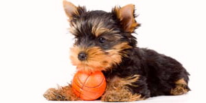 Cachorro Terrier