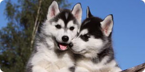 Cachorros Husky
