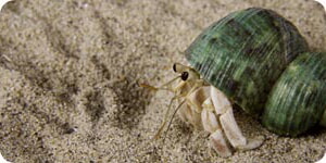 Cangrejo Ermitano Terrestre