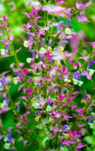 Como Agregar Plantas Medicinales A Su Jardin