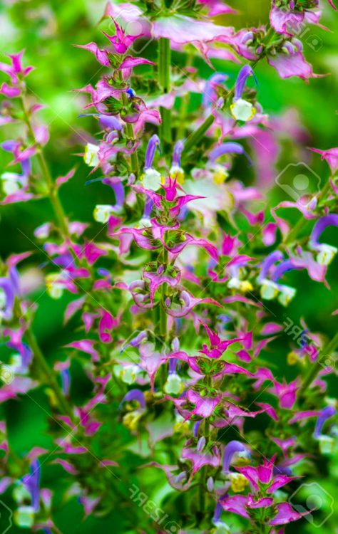 Como Agregar Plantas Medicinales A Su Jardin