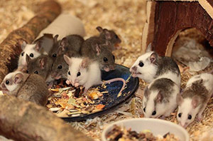 Cómo Alimentar Ratas Y Ratones