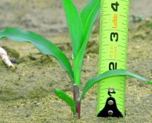 Como Aprender Las Ventajas Del Fertilizante Liquido