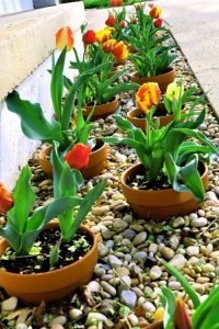 Como Arreglar Las Flores En Una Maceta