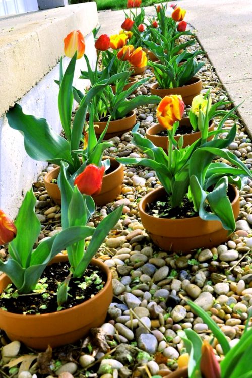 Como Arreglar Las Flores En Una Maceta