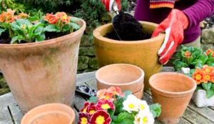 Como Arreglar Un Diseno De Jardin De Contenedores