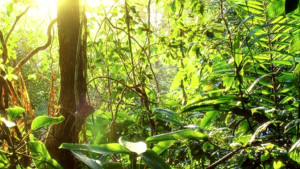Como Ayudar Al Medio Ambiente 1